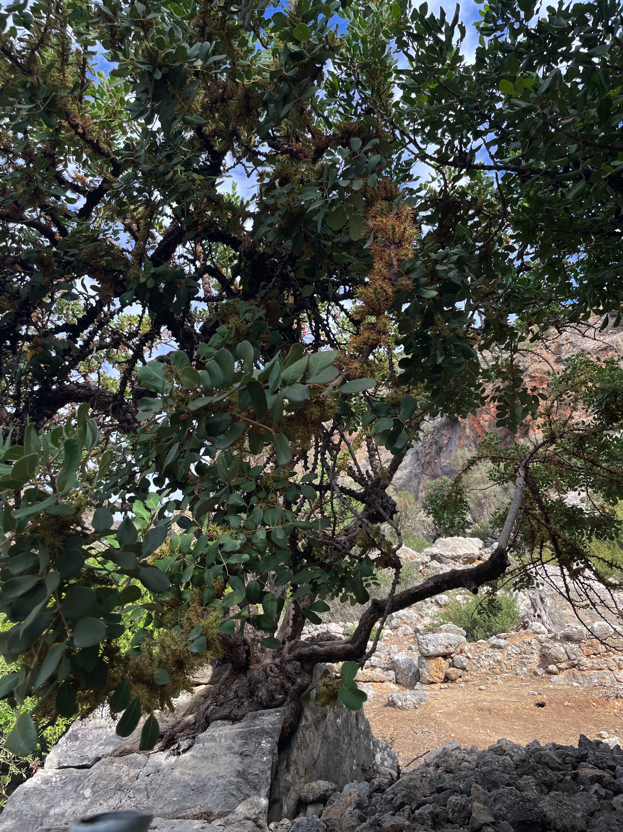 A carob tree.
